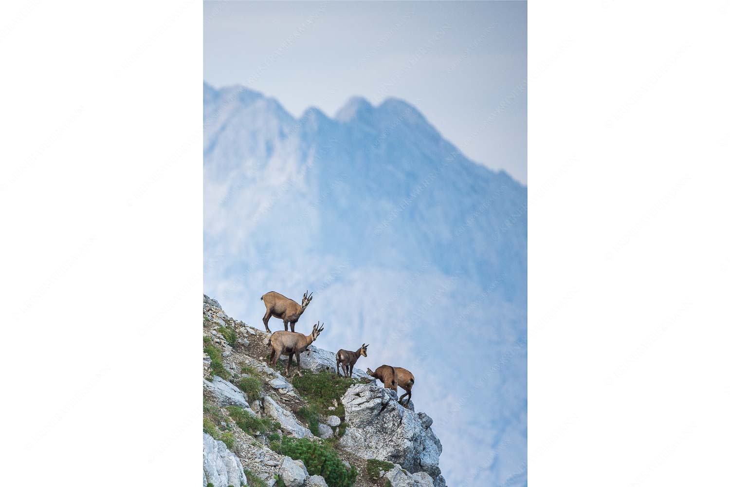 Gute Zeiten – Seitenverhältnis 2:3 — Gams mit Dreitorspitzen Gams im Estergebirge mit Leutascher- und Partenkirchner Dreitorspitzen