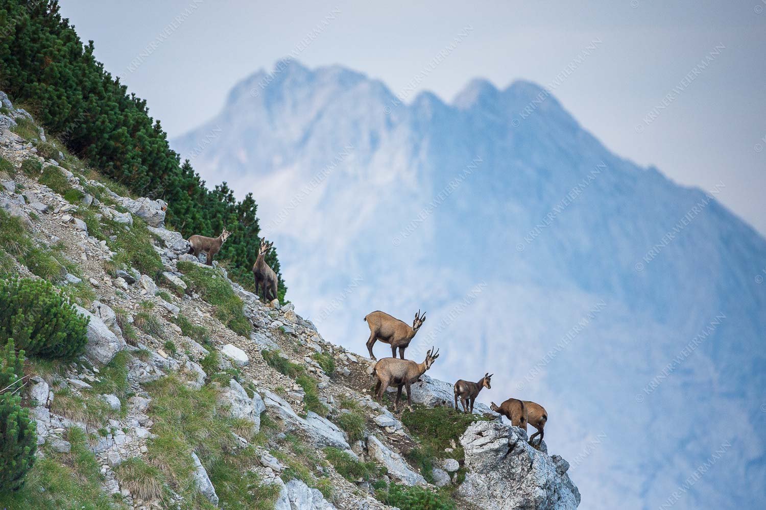 Gams im Estergebirge mit Leutascher- und Partenkirchner Dreitorspitzen