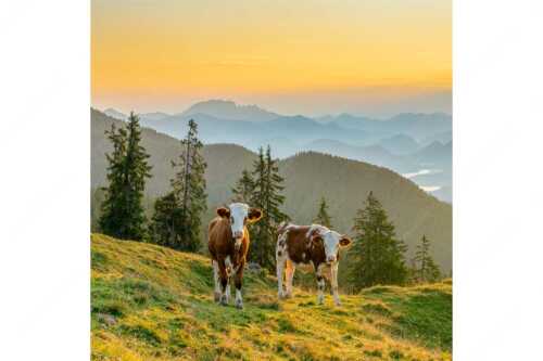 Jungvieh auf der Wallgauer Alm im Estergebirge mit Blick zur Benediktenwand bei Sonnenaufgang - Guten Morgen - Seitenverhältnis 1:1 - Junge Rinder auf der Wallgaueralm - weitere Infos unter https://www.kriner-weiermann.de