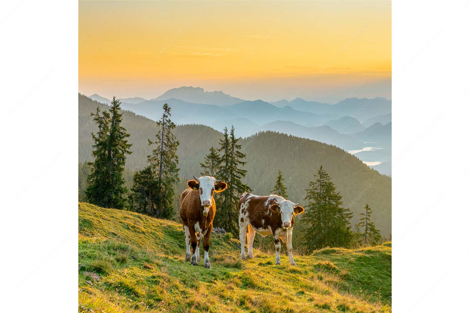 Guten Morgen – Seitenverhältnis 1:1 — Junge Rinder auf der Wallgaueralm Jungvieh auf der Wallgauer Alm im Estergebirge mit Blick zur Benediktenwand bei Sonnenaufgang
