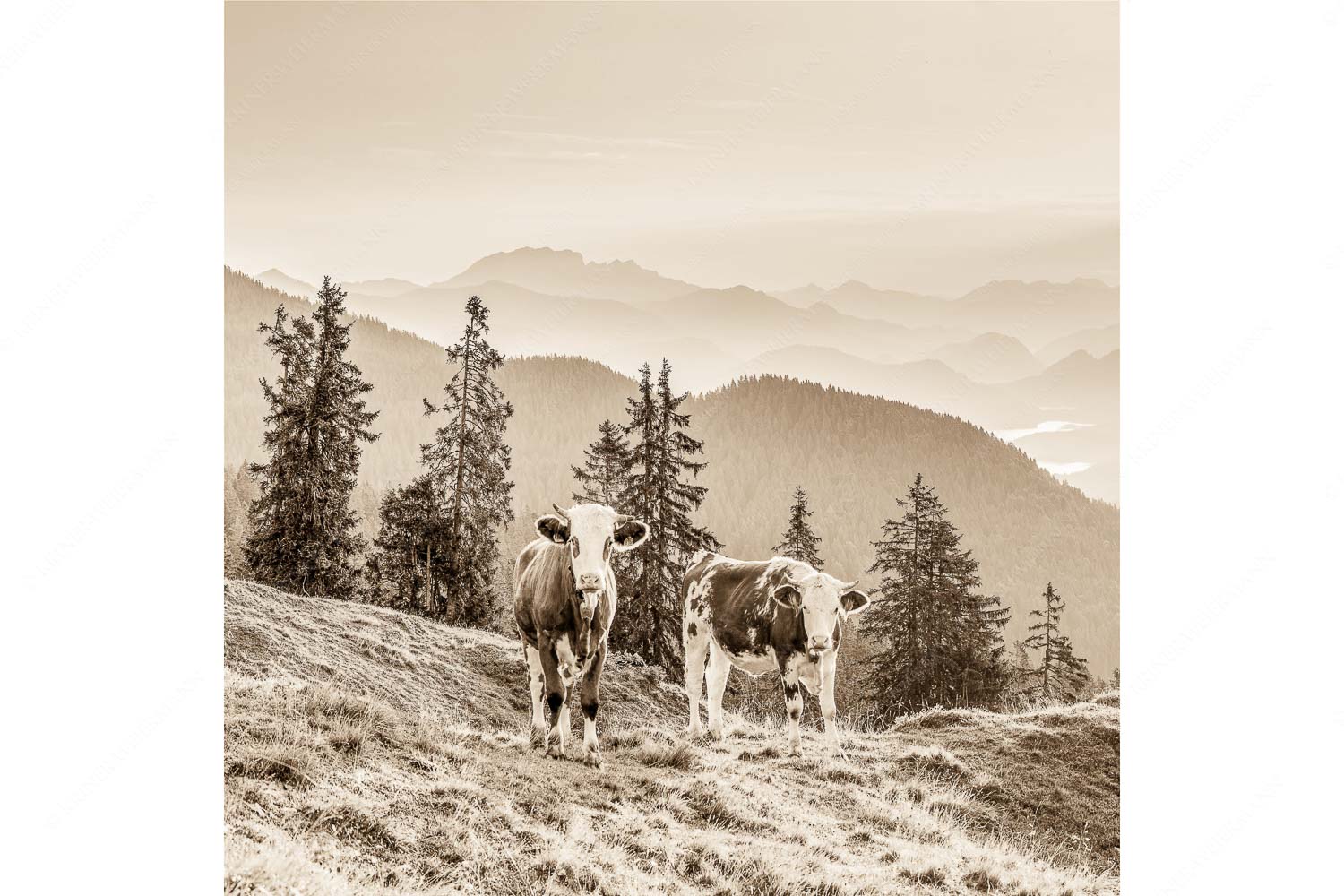 Guten Morgen – Seitenverhältnis 1:1 — Junge Rinder auf der Wallgaueralm Jungvieh auf der Wallgauer Alm im Estergebirge mit Blick zur Benediktenwand bei Sonnenaufgang