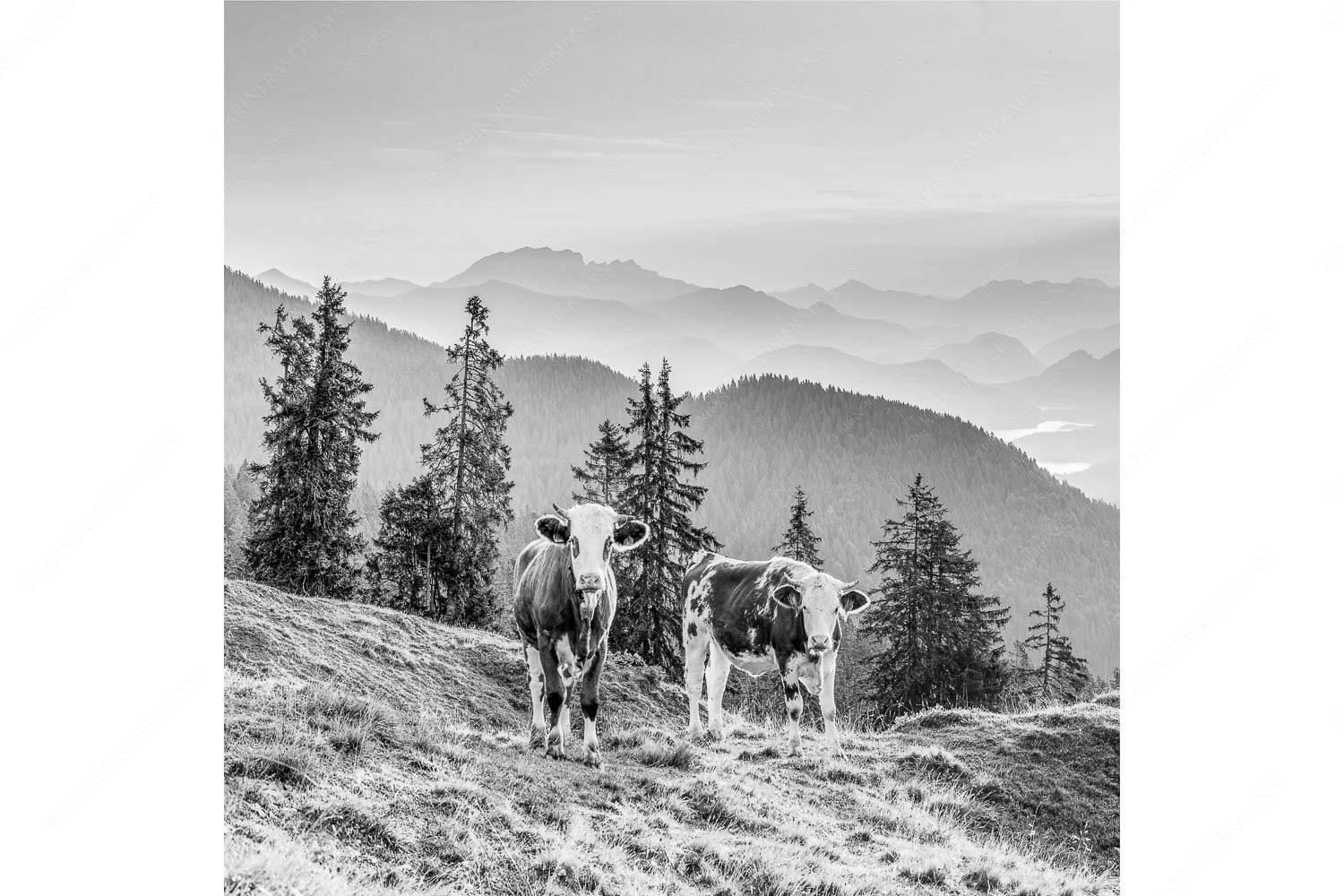Guten Morgen – Seitenverhältnis 1:1 — Junge Rinder auf der Wallgaueralm Jungvieh auf der Wallgauer Alm im Estergebirge mit Blick zur Benediktenwand bei Sonnenaufgang