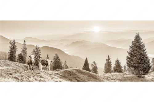 Jungvieh auf der Wallgauer Alm im Estergebirge mit Blick zur Benediktenwand bei Sonnenaufgang - Guten Morgen - Seitenverhältnis 2,5:1 - Junge Rinder auf der Wallgaueralm - weitere Infos unter https://www.kriner-weiermann.de