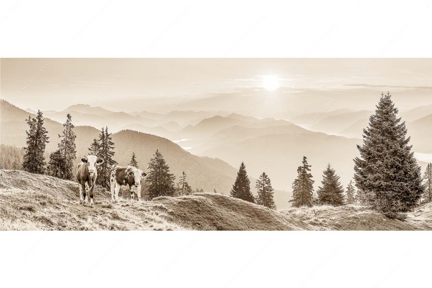 Guten Morgen – Seitenverhältnis 2,5:1 — Junge Rinder auf der Wallgaueralm Jungvieh auf der Wallgauer Alm im Estergebirge mit Blick zur Benediktenwand bei Sonnenaufgang