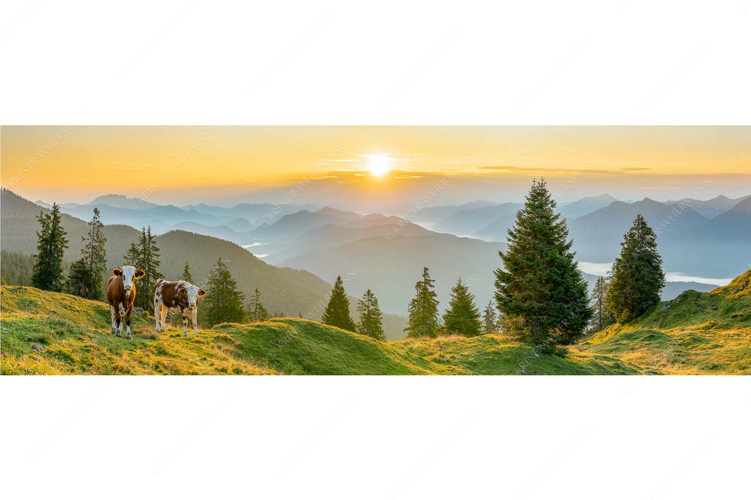Guten Morgen – Seitenverhältnis 3:1 — Junge Rinder auf der Wallgaueralm Jungvieh auf der Wallgauer Alm im Estergebirge mit Blick zur Benediktenwand bei Sonnenaufgang