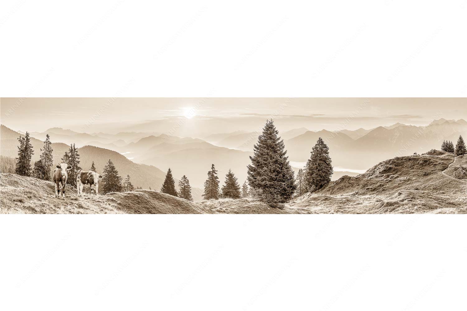 Guten Morgen – Seitenverhältnis 4:1 — Junge Rinder auf der Wallgaueralm Jungvieh auf der Wallgauer Alm im Estergebirge mit Blick zur Benediktenwand bei Sonnenaufgang