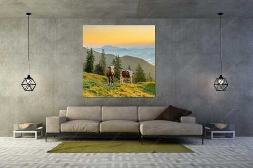 Jungvieh auf der Wallgauer Alm im Estergebirge mit Blick zur Benediktenwand bei Sonnenaufgang - Guten Morgen - Größe ca. 160x160cm, Seitenverhältnis 1:1 - Junge Rinder auf der Wallgaueralm - weitere Infos unter https://www.kriner-weiermann.de