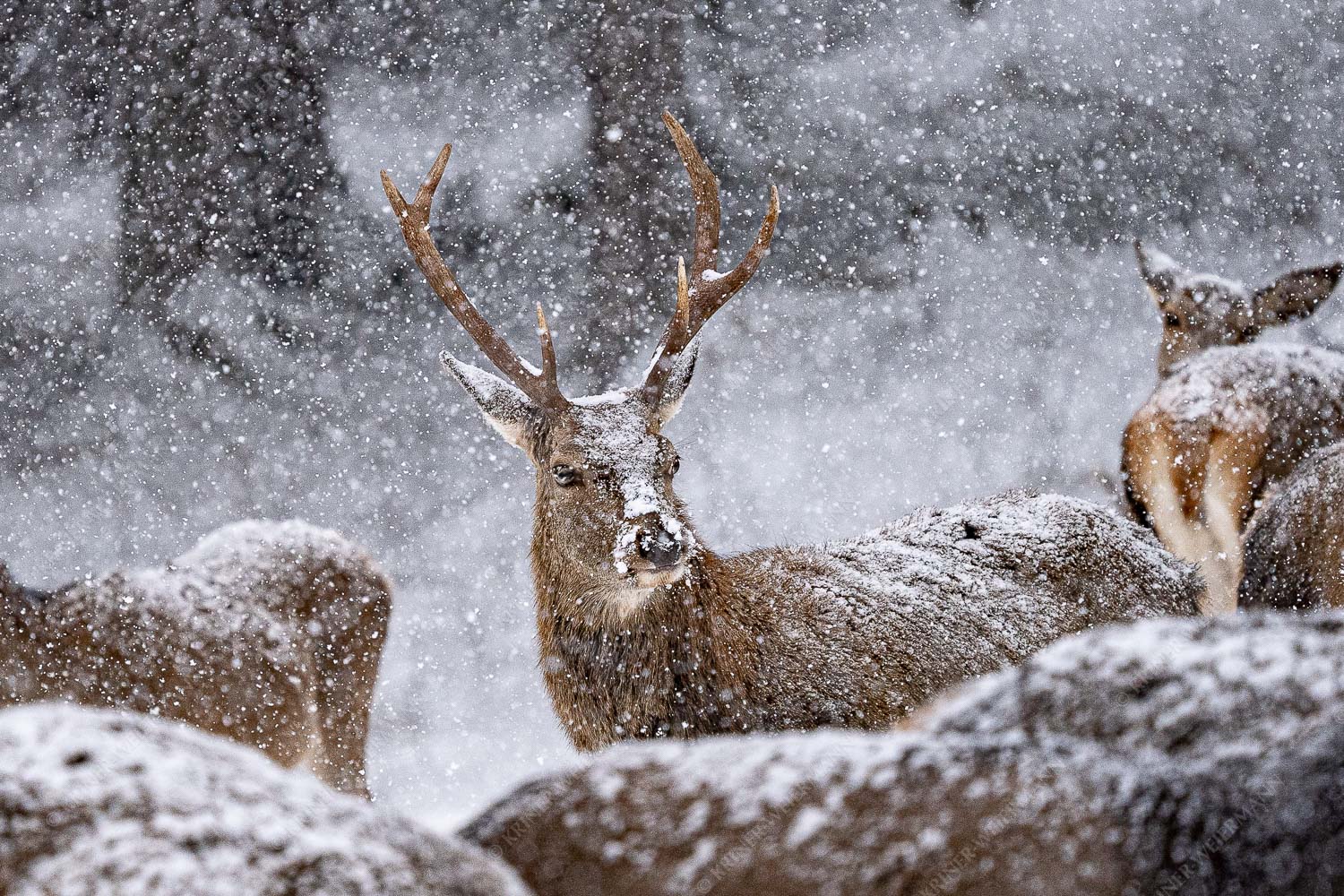 Rothirsch im Schneegestöber in einer Wildfütterung bei Garmisch-Partenkirchen - Halbstark - Seitenverhältnis 3:2 - Junger Hirsch - weitere Infos unter https://www.kriner-weiermann.de