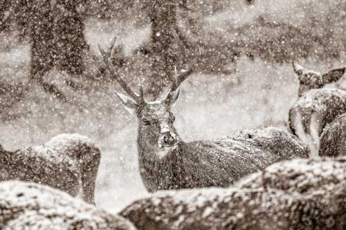 Rothirsch im Schneegestöber in einer Wildfütterung bei Garmisch-Partenkirchen - Halbstark - Seitenverhältnis 3:2 - Junger Hirsch - weitere Infos unter https://www.kriner-weiermann.de