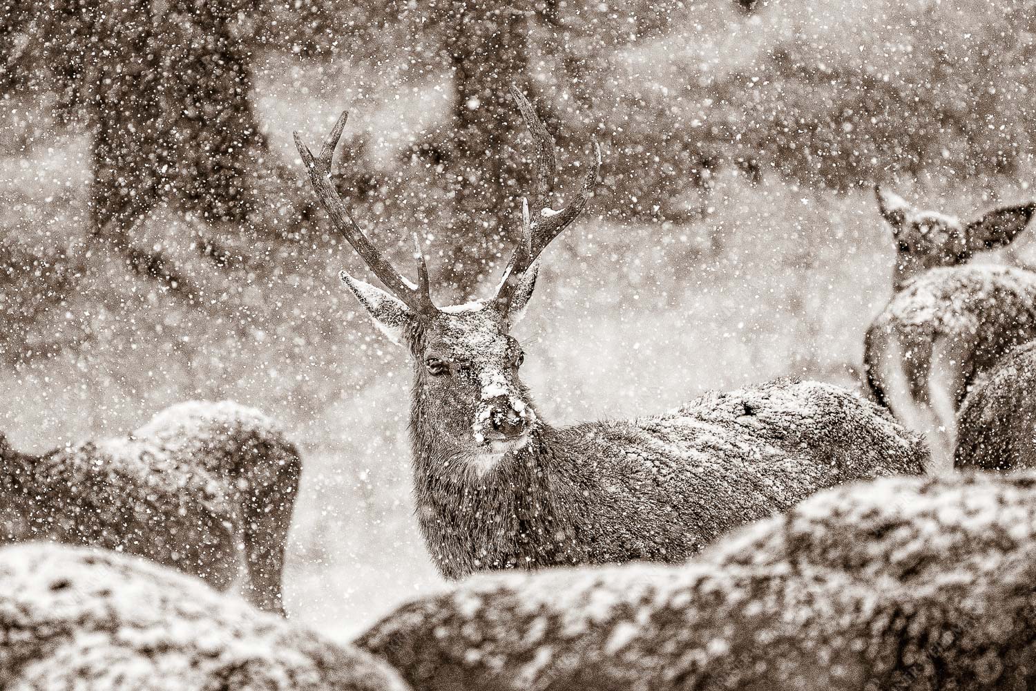 Rothirsch im Schneegestöber in einer Wildfütterung bei Garmisch-Partenkirchen