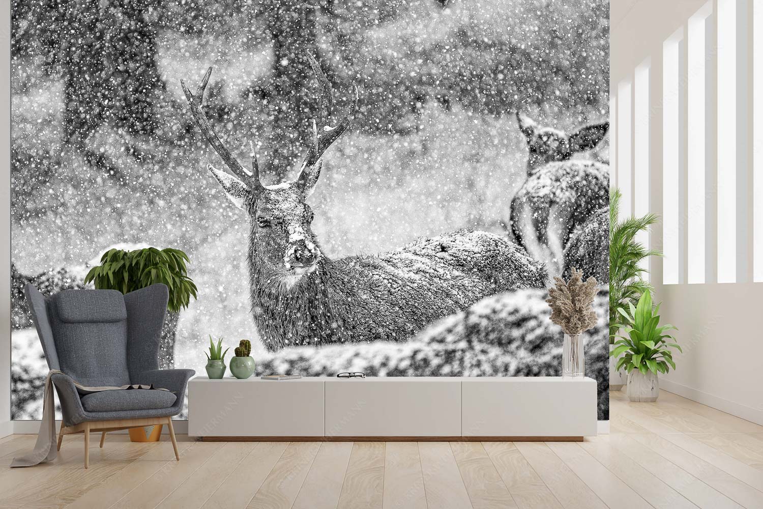 Halbstark – Größe ca. 300x200cm, Seitenverhältnis 3:2 — Junger Hirsch Rothirsch im Schneegestöber in einer Wildfütterung bei Garmisch-Partenkirchen - Halbstark - Größe ca. 300x200cm, Seitenverhältnis 3:2 - Junger Hirsch - weitere Infos unter https://www.kriner-weiermann.de