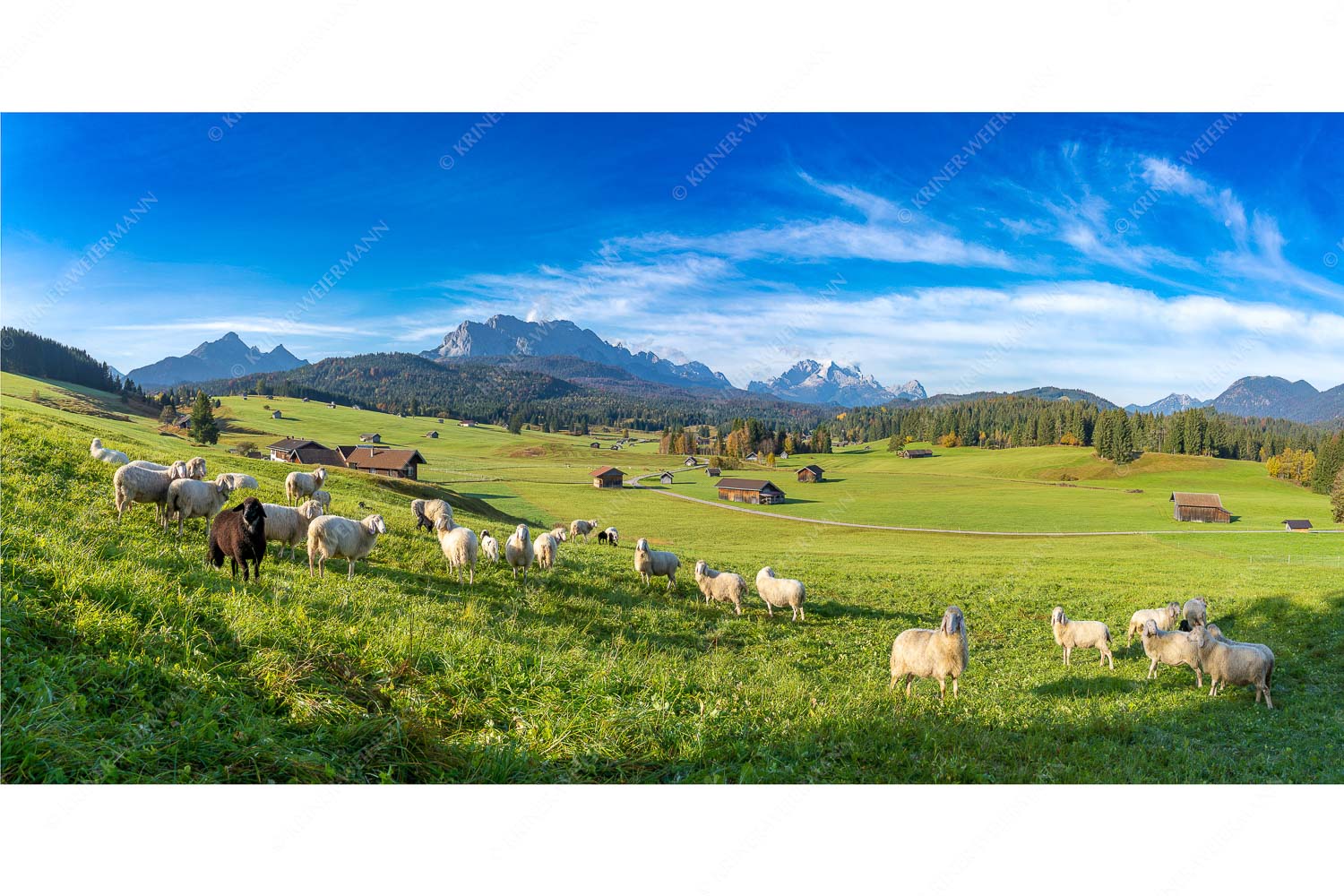 Hallo wach – Seitenverhältnis 2:1 — Schafe mit Wetterstein Bergschafe auf der Herbstweide mit Wetterstein im Hintergrund