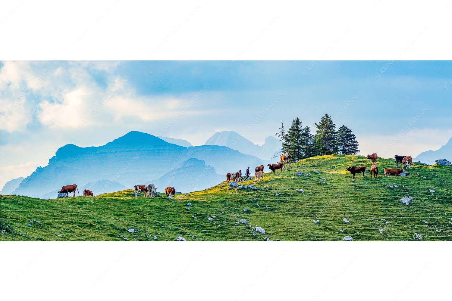 Heile Welt – Seitenverhältnis 2,5:1 — Almwirtschaft im Estergebirge Weidevieh im Spätsommer auf der Kuhalm mit Blick auf Soiern- und Karwendelgebirge
