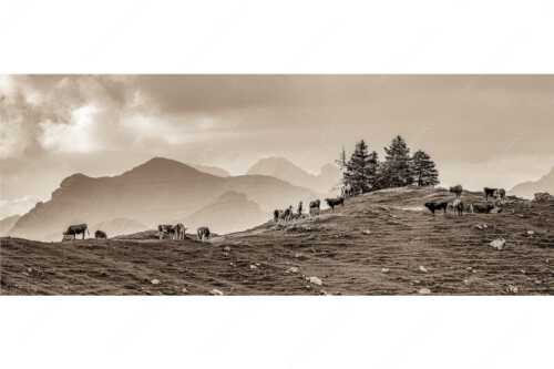 Weidevieh im Spätsommer auf der Kuhalm mit Blick auf Soiern- und Karwendelgebirge - Heile Welt - Seitenverhältnis 2,5:1 - Almwirtschaft im Estergebirge - weitere Infos unter https://www.kriner-weiermann.de