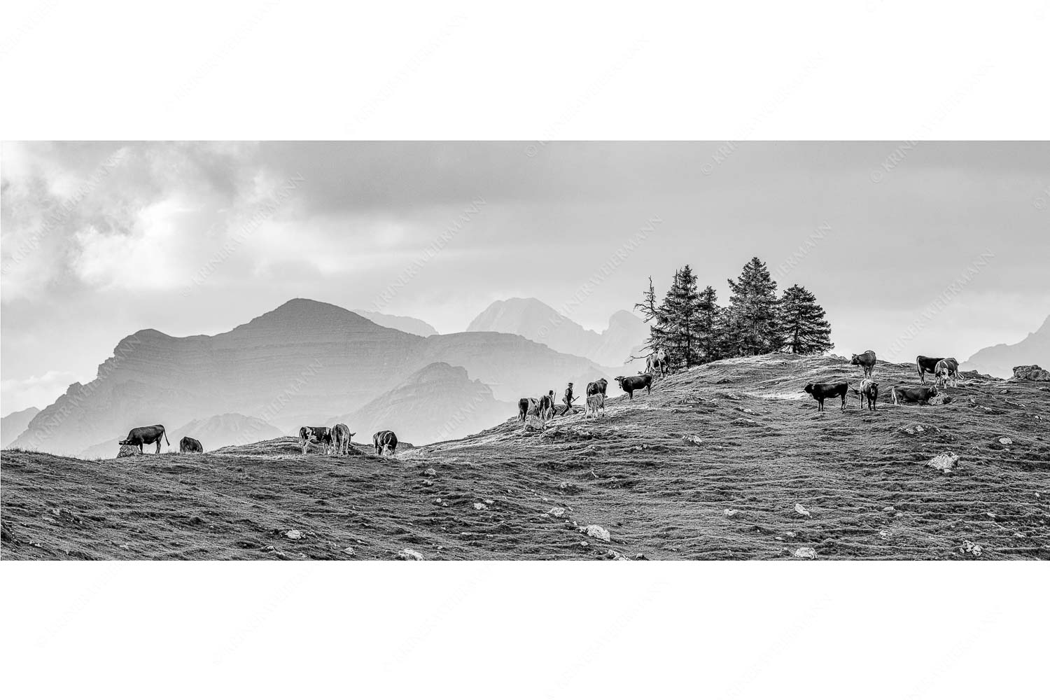Weidevieh im Spätsommer auf der Kuhalm mit Blick auf Soiern- und Karwendelgebirge