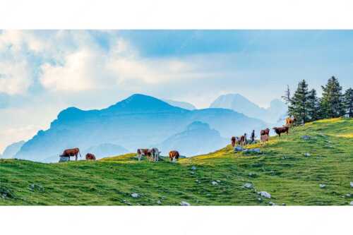 Weidevieh im Spätsommer auf der Kuhalm mit Blick auf Soiern- und Karwendelgebirge - Heile Welt - Seitenverhältnis 2:1 - Almwirtschaft im Estergebirge - weitere Infos unter https://www.kriner-weiermann.de