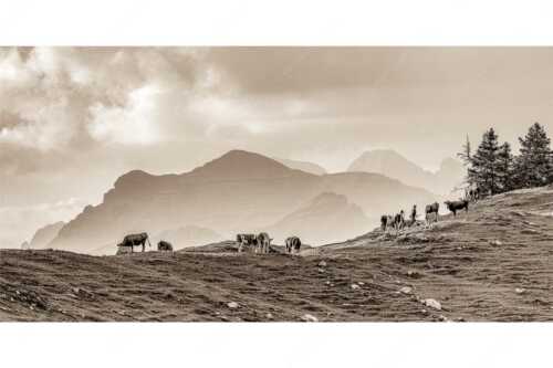 Weidevieh im Spätsommer auf der Kuhalm mit Blick auf Soiern- und Karwendelgebirge - Heile Welt - Seitenverhältnis 2:1 - Almwirtschaft im Estergebirge - weitere Infos unter https://www.kriner-weiermann.de