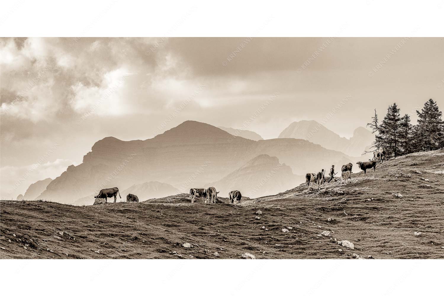 Heile Welt – Seitenverhältnis 2:1 — Almwirtschaft im Estergebirge Weidevieh im Spätsommer auf der Kuhalm mit Blick auf Soiern- und Karwendelgebirge