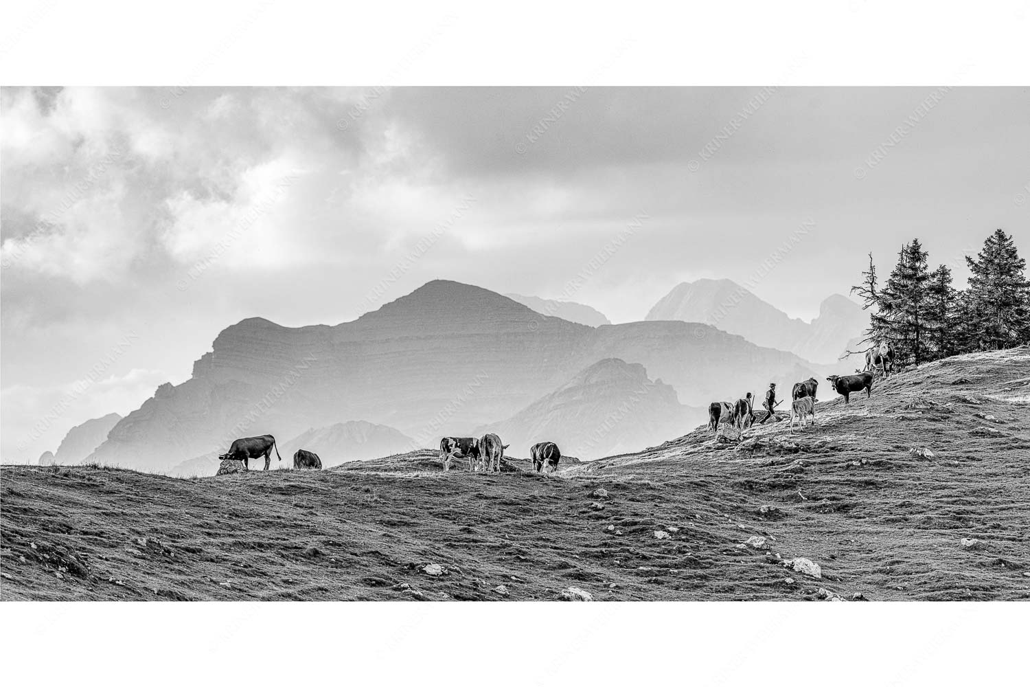 Heile Welt – Seitenverhältnis 2:1 — Almwirtschaft im Estergebirge Weidevieh im Spätsommer auf der Kuhalm mit Blick auf Soiern- und Karwendelgebirge