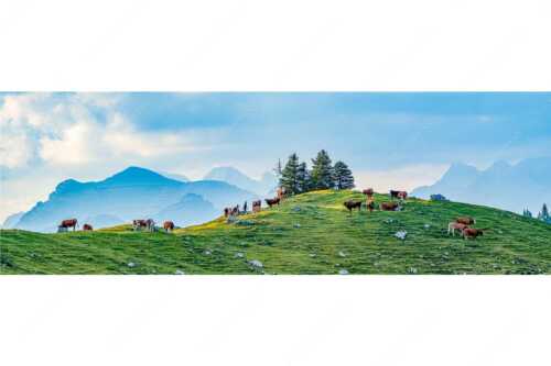 Weidevieh im Spätsommer auf der Kuhalm mit Blick auf Soiern- und Karwendelgebirge - Heile Welt - Seitenverhältnis 3:1 - Almwirtschaft im Estergebirge - weitere Infos unter https://www.kriner-weiermann.de
