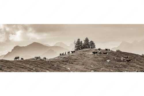 Weidevieh im Spätsommer auf der Kuhalm mit Blick auf Soiern- und Karwendelgebirge - Heile Welt - Seitenverhältnis 3:1 - Almwirtschaft im Estergebirge - weitere Infos unter https://www.kriner-weiermann.de