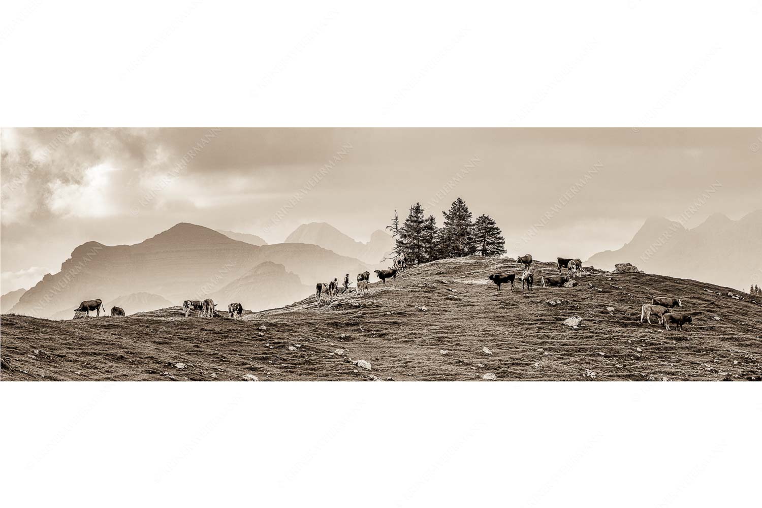 Weidevieh im Spätsommer auf der Kuhalm mit Blick auf Soiern- und Karwendelgebirge
