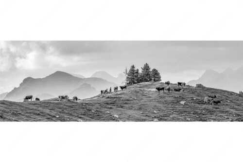 Weidevieh im Spätsommer auf der Kuhalm mit Blick auf Soiern- und Karwendelgebirge - Heile Welt - Seitenverhältnis 3:1 - Almwirtschaft im Estergebirge - weitere Infos unter https://www.kriner-weiermann.de