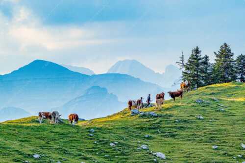 Weidevieh im Spätsommer auf der Kuhalm mit Blick auf Soiern- und Karwendelgebirge - Heile Welt - Seitenverhältnis 3:2 - Almwirtschaft im Estergebirge - weitere Infos unter https://www.kriner-weiermann.de