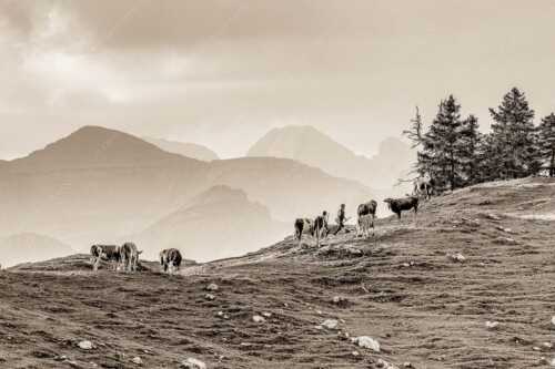 Weidevieh im Spätsommer auf der Kuhalm mit Blick auf Soiern- und Karwendelgebirge - Heile Welt - Seitenverhältnis 3:2 - Almwirtschaft im Estergebirge - weitere Infos unter https://www.kriner-weiermann.de