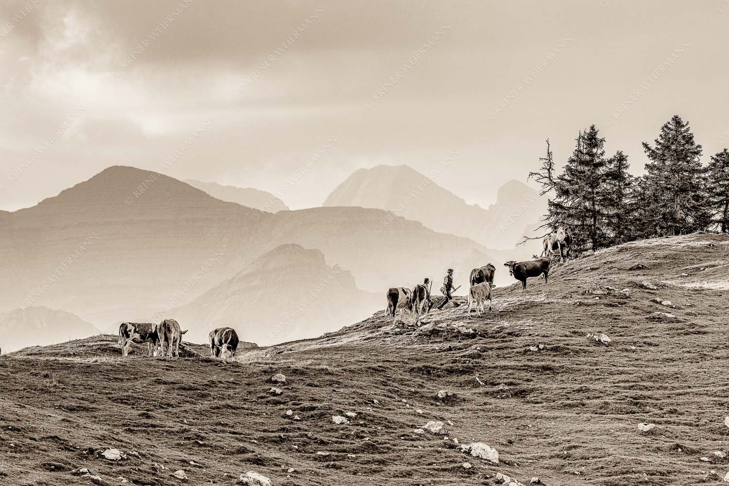 Heile Welt – Seitenverhältnis 3:2 — Almwirtschaft im Estergebirge Weidevieh im Spätsommer auf der Kuhalm mit Blick auf Soiern- und Karwendelgebirge