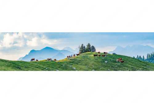 Weidevieh im Spätsommer auf der Kuhalm mit Blick auf Soiern- und Karwendelgebirge - Heile Welt - Seitenverhältnis 4:1 - Almwirtschaft im Estergebirge - weitere Infos unter https://www.kriner-weiermann.de