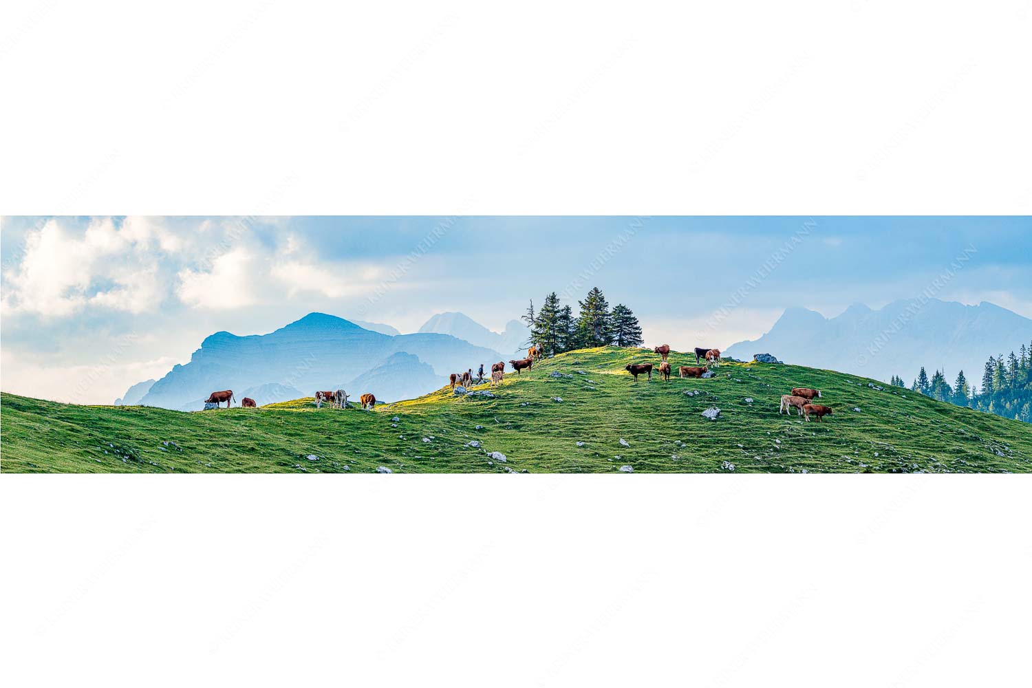 Weidevieh im Spätsommer auf der Kuhalm mit Blick auf Soiern- und Karwendelgebirge - Heile Welt - Seitenverhältnis 4:1 - Almwirtschaft im Estergebirge - weitere Infos unter https://www.kriner-weiermann.de
