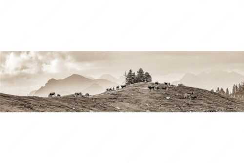Weidevieh im Spätsommer auf der Kuhalm mit Blick auf Soiern- und Karwendelgebirge - Heile Welt - Seitenverhältnis 4:1 - Almwirtschaft im Estergebirge - weitere Infos unter https://www.kriner-weiermann.de