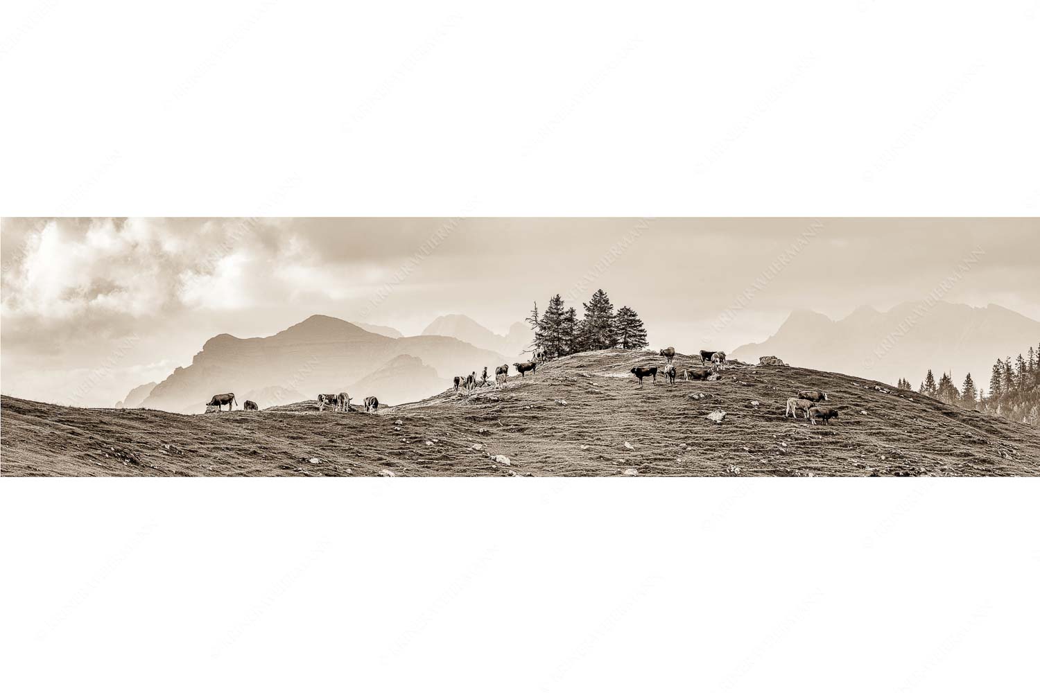 Heile Welt – Seitenverhältnis 4:1 — Almwirtschaft im Estergebirge Weidevieh im Spätsommer auf der Kuhalm mit Blick auf Soiern- und Karwendelgebirge