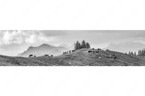 Weidevieh im Spätsommer auf der Kuhalm mit Blick auf Soiern- und Karwendelgebirge - Heile Welt - Seitenverhältnis 4:1 - Almwirtschaft im Estergebirge - weitere Infos unter https://www.kriner-weiermann.de