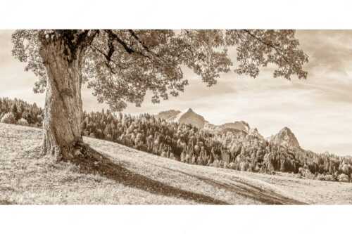 Ahorn mit Blick auf Alpspitz, Zugspitz und Waxenstein - Herbstliches Zugspitzmassiv - Seitenverhältnis 2:1 - Ahornbaum am Wamberg - weitere Infos unter https://www.kriner-weiermann.de