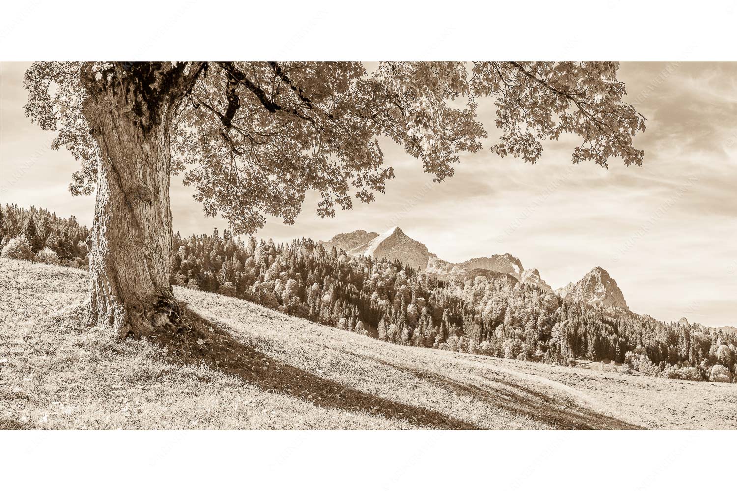 Ahorn mit Blick auf Alpspitz, Zugspitz und Waxenstein - Herbstliches Zugspitzmassiv - Seitenverhältnis 2:1 - Ahornbaum am Wamberg - weitere Infos unter https://www.kriner-weiermann.de