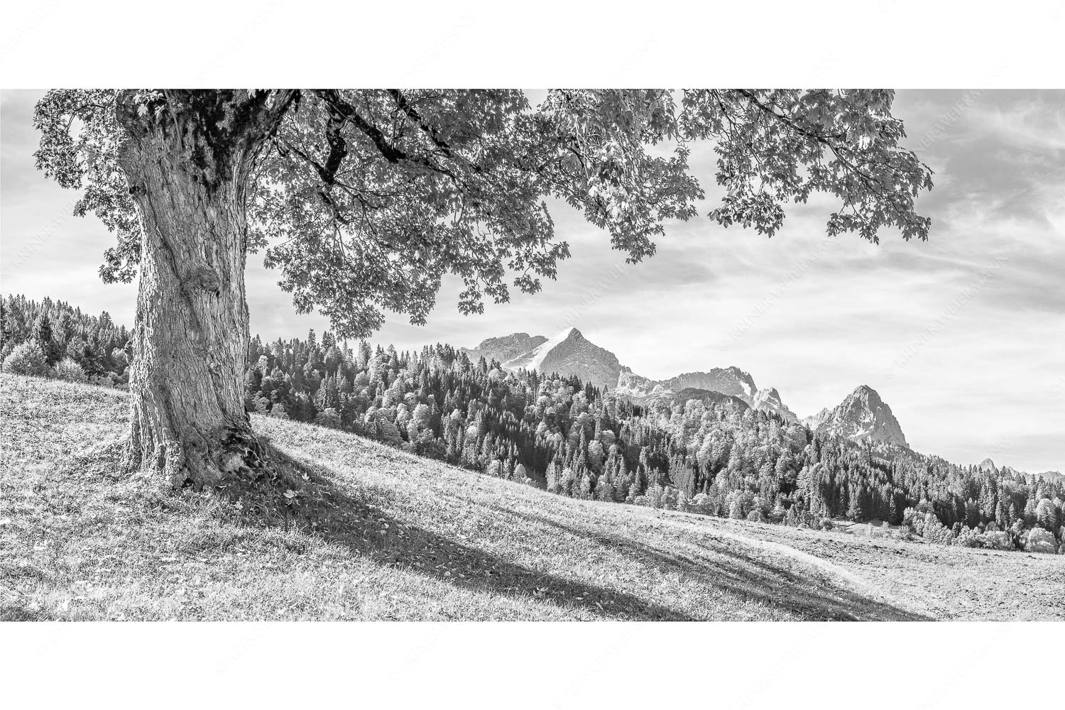 Ahorn mit Blick auf Alpspitz, Zugspitz und Waxenstein - Herbstliches Zugspitzmassiv - Seitenverhältnis 2:1 - Ahornbaum am Wamberg - weitere Infos unter https://www.kriner-weiermann.de