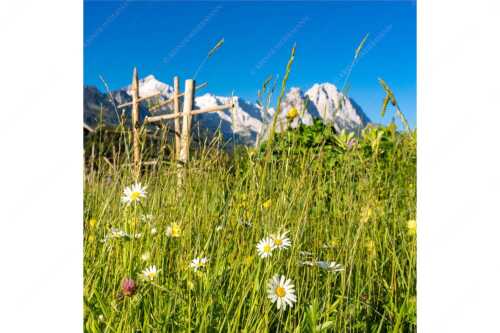 Wiesmahd in Garmisch-Partenkirchen mit Alpspitz und Waxenstein - Heuzeit - Seitenverhältnis 1:1 - Blumenwiese Stanker und Alpspitze - weitere Infos unter https://www.kriner-weiermann.de