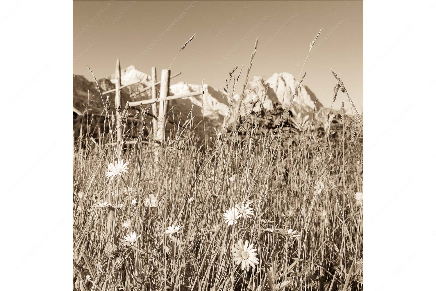 Wiesmahd in Garmisch-Partenkirchen mit Alpspitz und Waxenstein - Heuzeit - Seitenverhältnis 1:1 - Blumenwiese Stanker und Alpspitze - weitere Infos unter https://www.kriner-weiermann.de