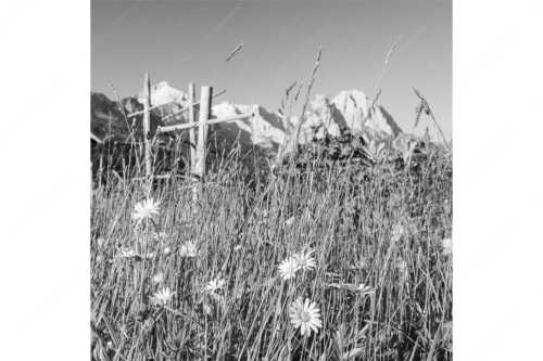Wiesmahd in Garmisch-Partenkirchen mit Alpspitz und Waxenstein - Heuzeit - Seitenverhältnis 1:1 - Blumenwiese Stanker und Alpspitze - weitere Infos unter https://www.kriner-weiermann.de