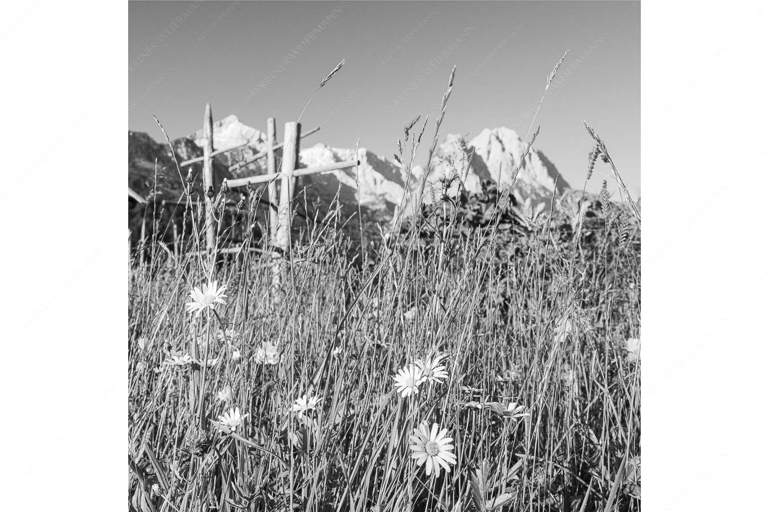 Wiesmahd in Garmisch-Partenkirchen mit Alpspitz und Waxenstein - Heuzeit - Seitenverhältnis 1:1 - Blumenwiese Stanker und Alpspitze - weitere Infos unter https://www.kriner-weiermann.de