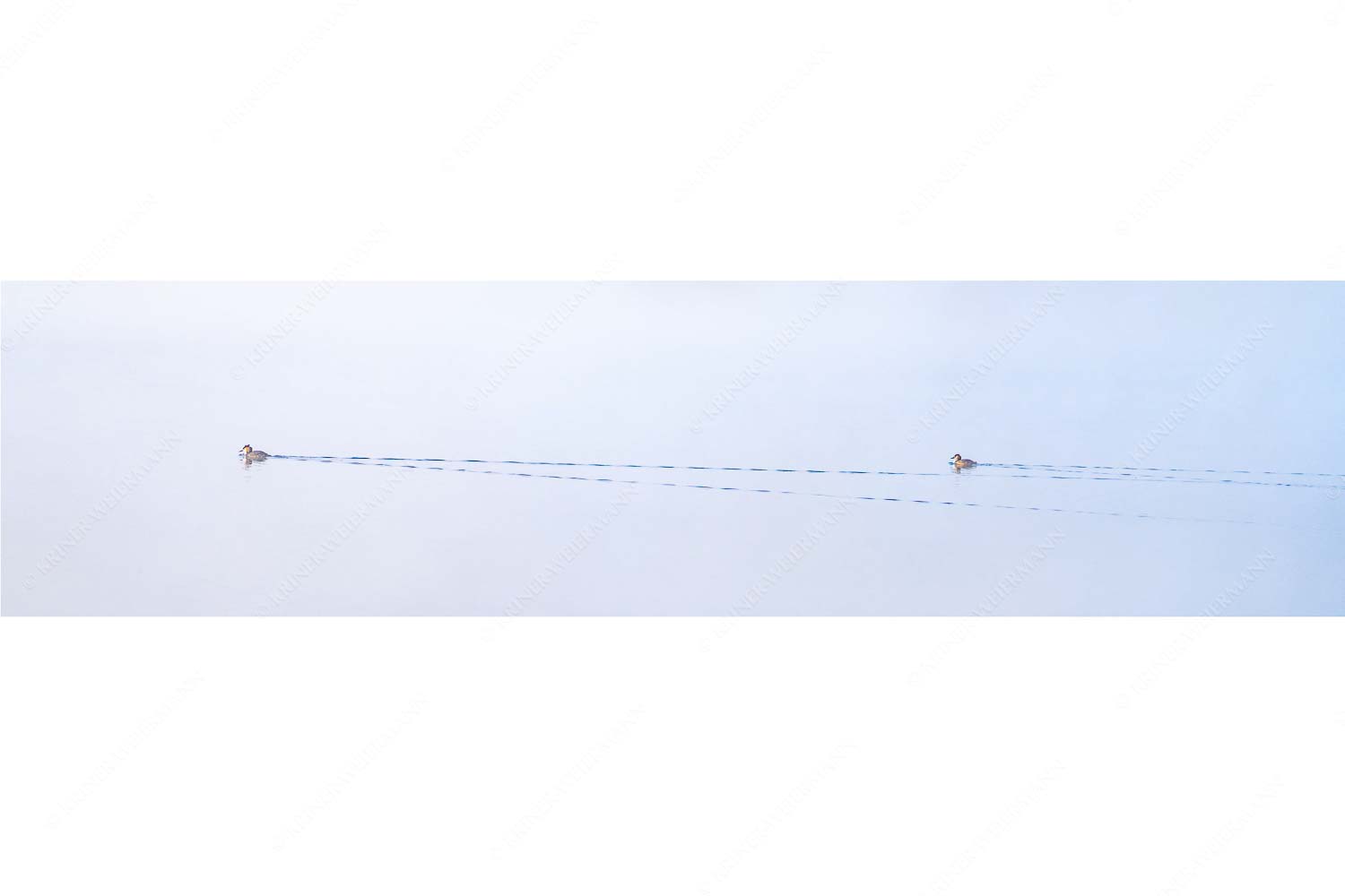 Zwei Haubentaucher unterwegs am Barmsee - Hinterher - Seitenverhältnis 4:1 - Haubentaucher am Barmsee - weitere Infos unter https://www.kriner-weiermann.de