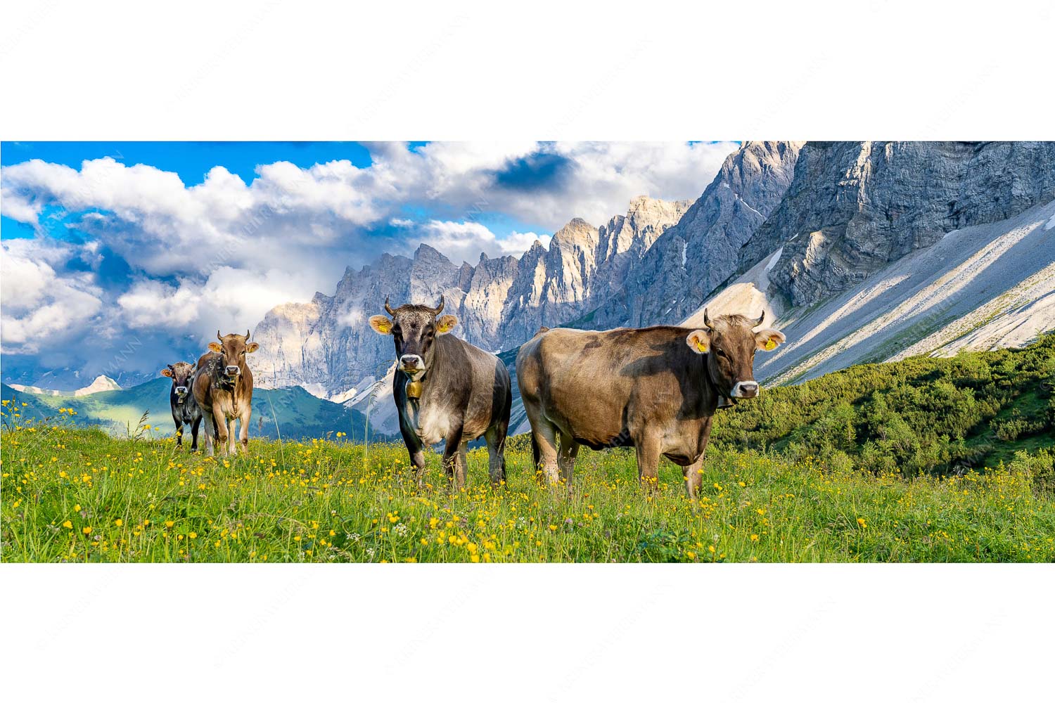 Jungvieh am Hochalmsattel im Karwendel mit Lalidererwand im Hintergrund - Hochalm II - Seitenverhältnis 2,5:1 - Junge Kühe mit Laliderer im Karwendel - weitere Infos unter https://www.kriner-weiermann.de