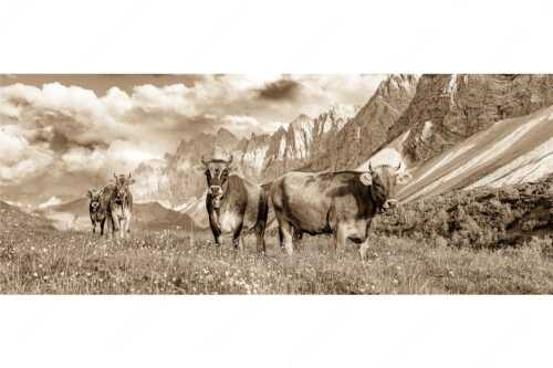 Jungvieh am Hochalmsattel im Karwendel mit Lalidererwand im Hintergrund - Hochalm II - Seitenverhältnis 2,5:1 - Junge Kühe mit Laliderer im Karwendel - weitere Infos unter https://www.kriner-weiermann.de