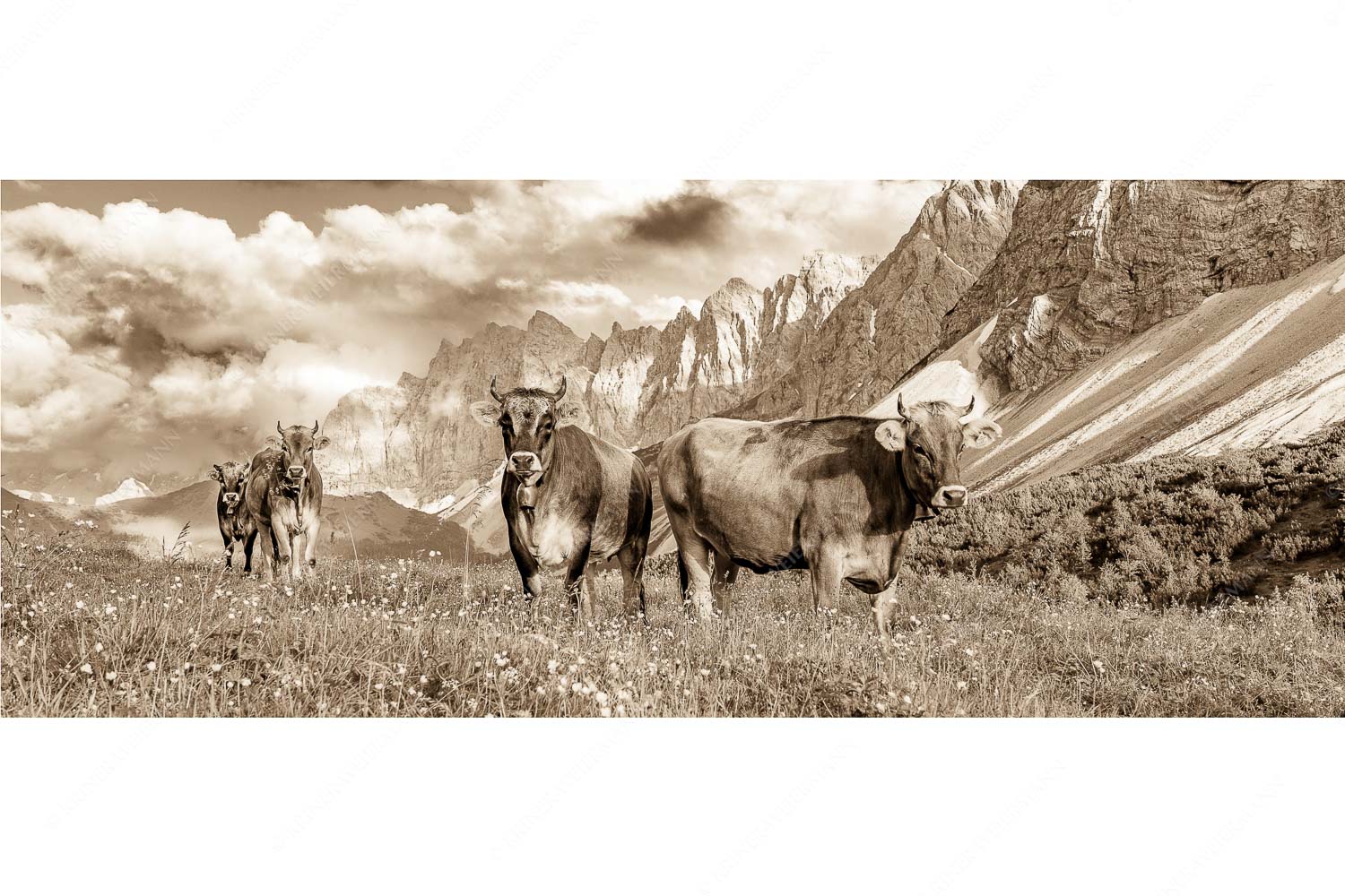 Jungvieh am Hochalmsattel im Karwendel mit Lalidererwand im Hintergrund - Hochalm II - Seitenverhältnis 2,5:1 - Junge Kühe mit Laliderer im Karwendel - weitere Infos unter https://www.kriner-weiermann.de