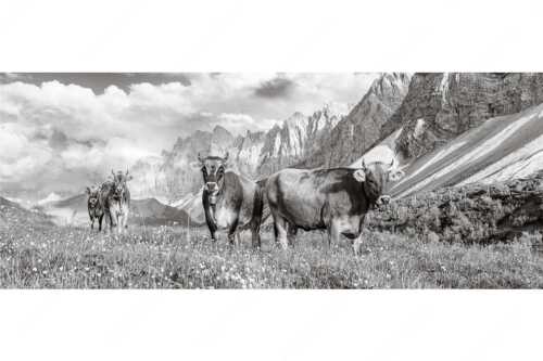 Jungvieh am Hochalmsattel im Karwendel mit Lalidererwand im Hintergrund - Hochalm II - Seitenverhältnis 2,5:1 - Junge Kühe mit Laliderer im Karwendel - weitere Infos unter https://www.kriner-weiermann.de