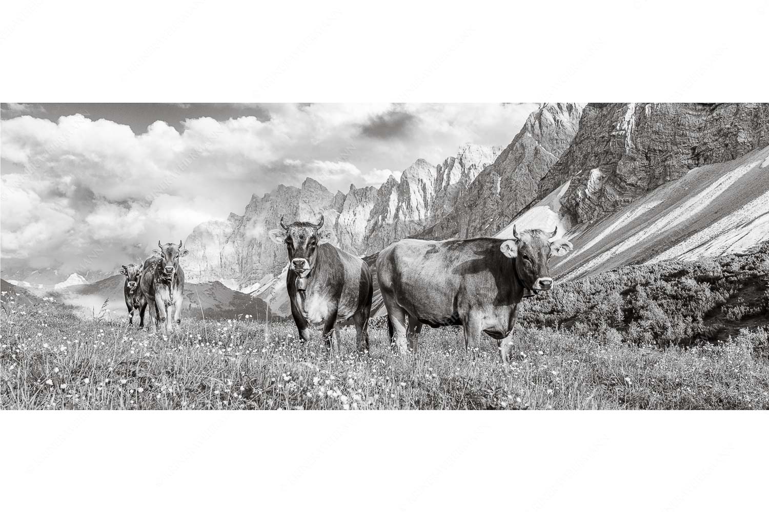 Jungvieh am Hochalmsattel im Karwendel mit Lalidererwand im Hintergrund - Hochalm II - Seitenverhältnis 2,5:1 - Junge Kühe mit Laliderer im Karwendel - weitere Infos unter https://www.kriner-weiermann.de