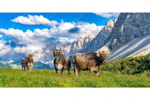 Jungvieh am Hochalmsattel im Karwendel mit Lalidererwand im Hintergrund - Hochalm II - Seitenverhältnis 2:1 - Junge Kühe mit Laliderer im Karwendel - weitere Infos unter https://www.kriner-weiermann.de