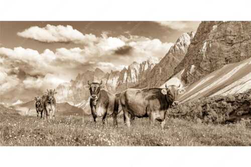 Jungvieh am Hochalmsattel im Karwendel mit Lalidererwand im Hintergrund - Hochalm II - Seitenverhältnis 2:1 - Junge Kühe mit Laliderer im Karwendel - weitere Infos unter https://www.kriner-weiermann.de